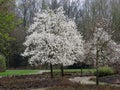 Magnolia Lebner, Magnolia Ãâ loebneri Merrill